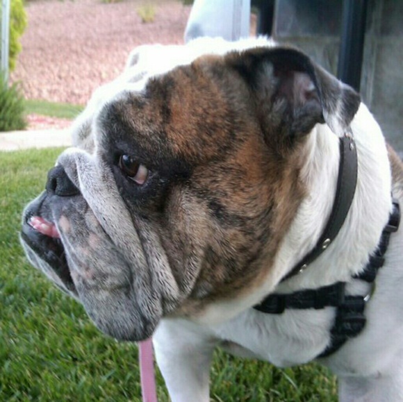 Meet your Posher, Rose - Picture 1 of 1